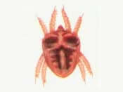 mites